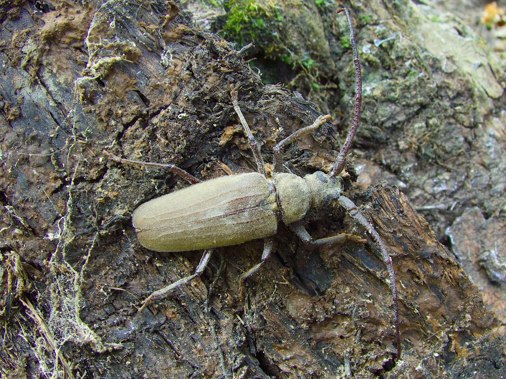 Aegosoma scabricorne (Scopoli, 1763)